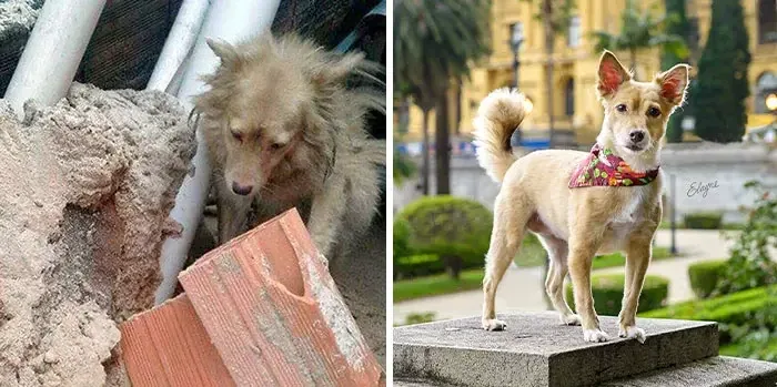 Billy before and after recovery