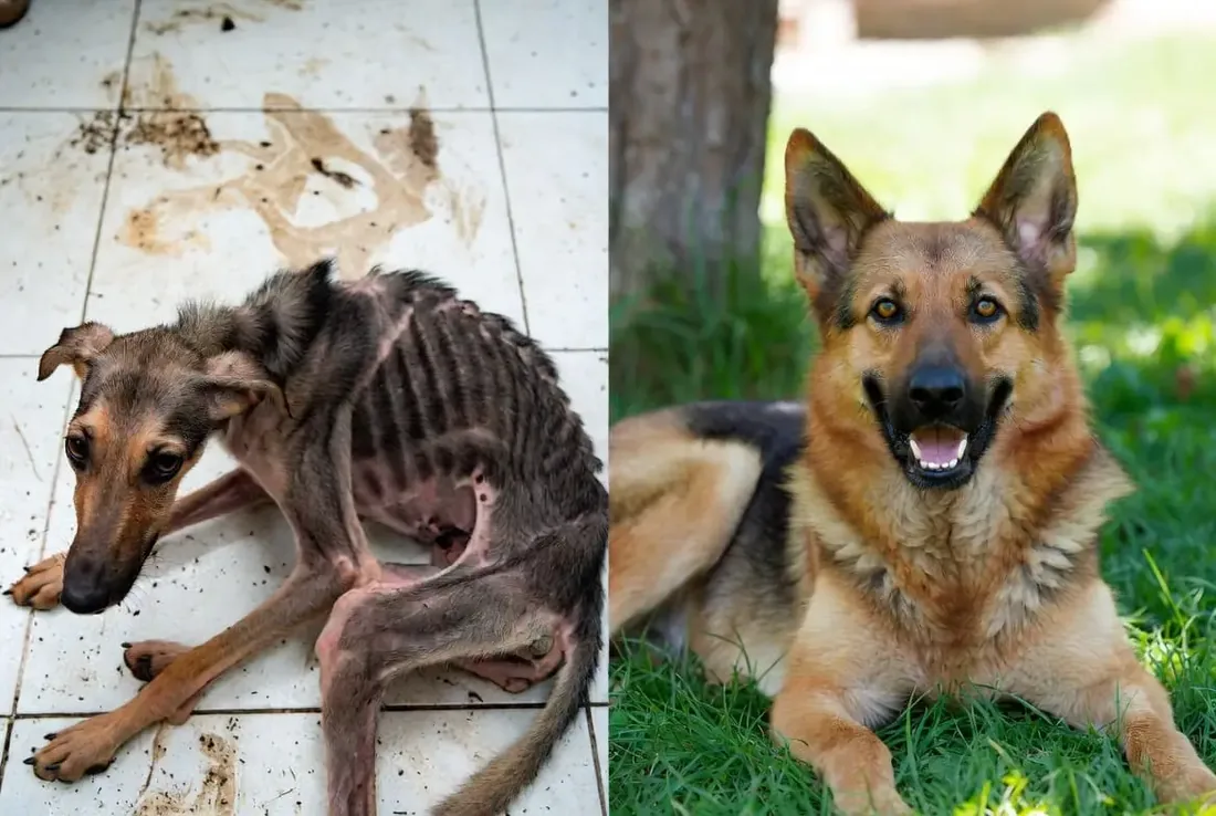Daisy before and after recovery
