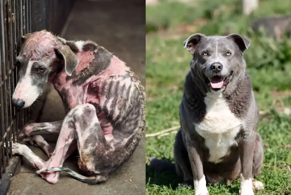 Luna before and after recovery