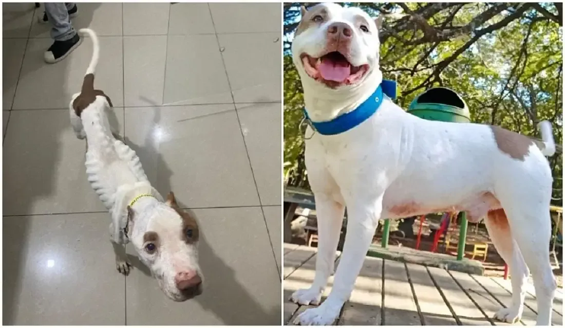 Max before and after recovery