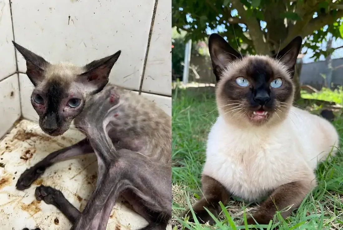 Mia before and after recovery