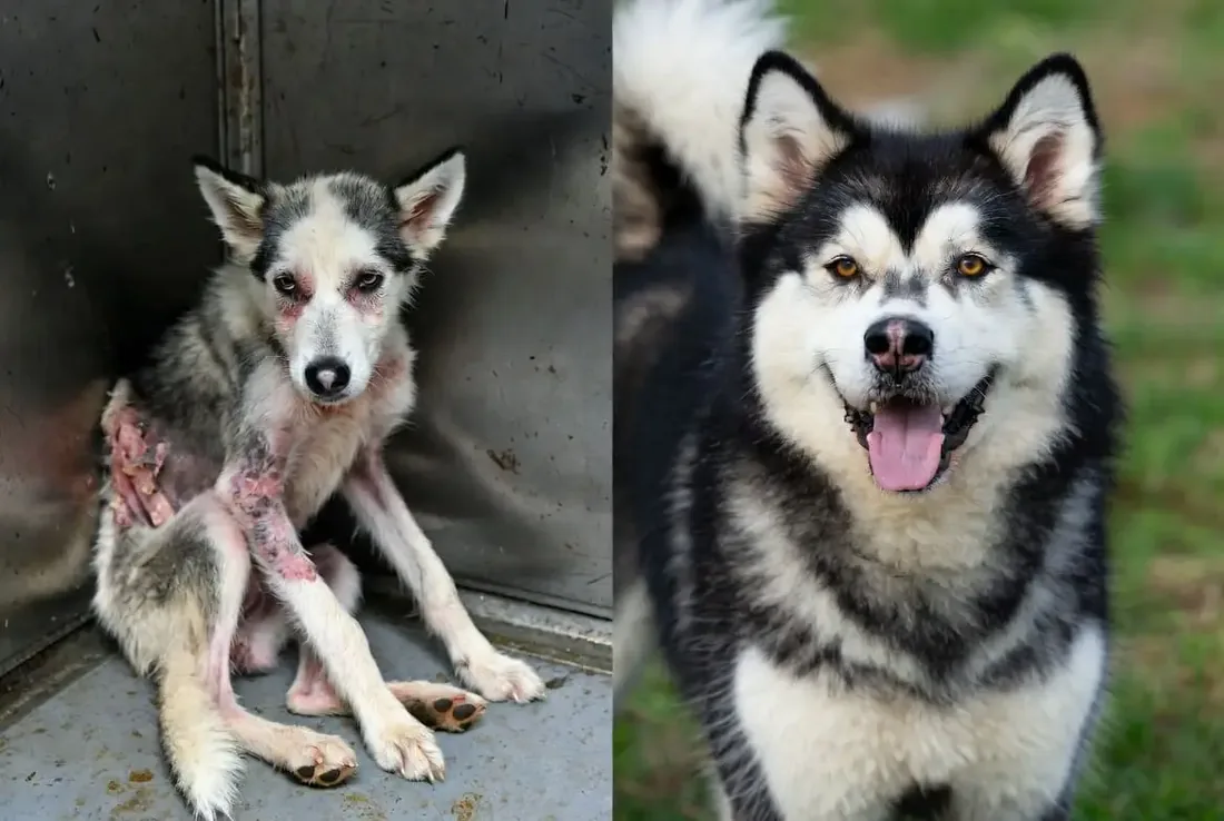 Rocky before and after recovery